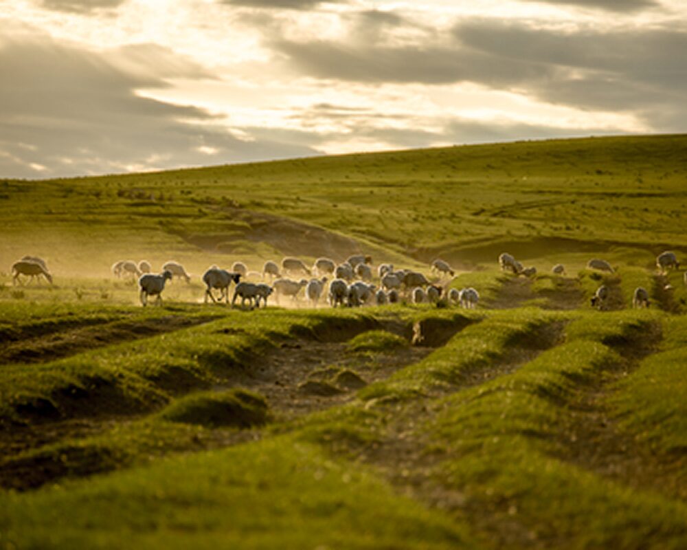 86097269-the-flock-of-sheep-under-the-setting-sun-in-mongolia 1 86097269-the-flock-of-sheep-under-the-setting-sun-in-mongolia 1